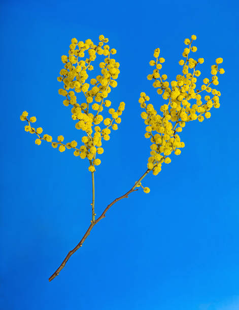 австралийский цветы acacia - australian culture flower indigenous culture plant стоковые фото и изображения