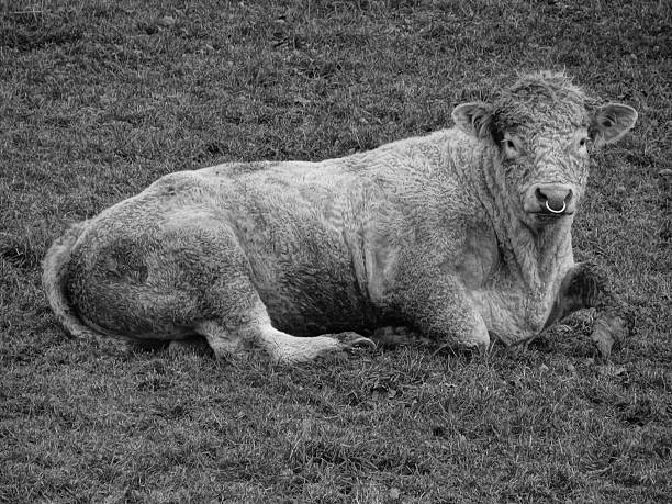 Bull on a meadow in black and white stock photo