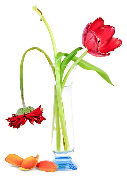 the sluggish old faded bouquet of tulips and gerbera in a blue glass vase, isolated on white background