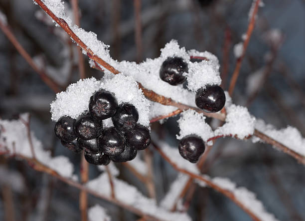 istock Berries of aronia in winter 516317337