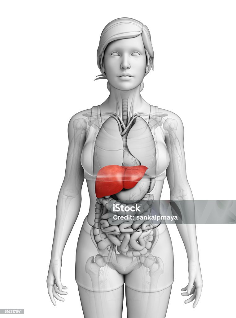 Female liver anatomy Illustration of Female liver anatomy Abdomen Stock Photo