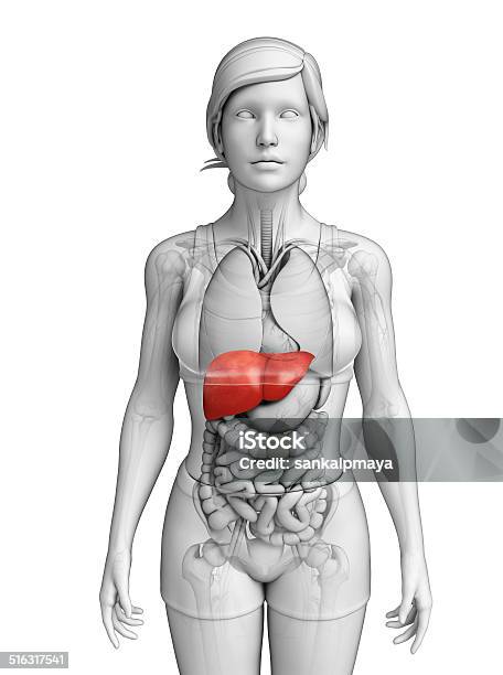 Female Liver Anatomy Stock Photo - Download Image Now - Abdomen, Anatomy, Aorta