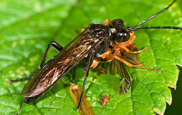 istock Sawfly (order Hymenoptera, Suborder Symphyta) eating an insect (Cantharis rustica) 516318251
