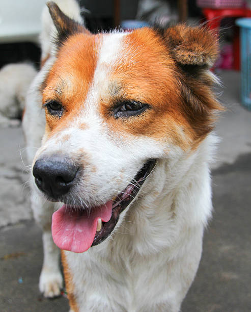 istock face of Bangkeaw Thaidog 516318397