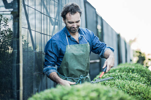 istock Gardener Pruning At Nursery 516318519