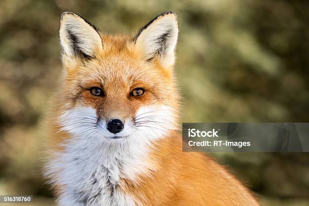붉은여우vulpes Vulpes 여우에 대한 스톡 사진 및 기타 이미지 - 여우, 붉은여우, 동물 머리
