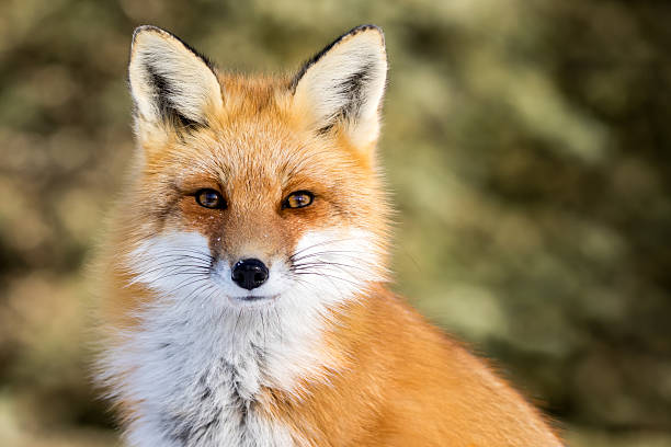 Red Fox - Vulpes vulpes Red Fox - Vulpes vulpes, sitting up at attention, direct eye contact, a little snow in its face, tree bokeh in background red fox photos stock pictures, royalty-free photos & images