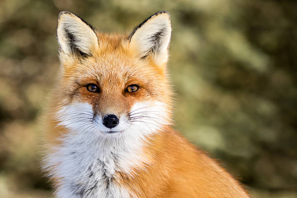 Red Fox - Vulpes vulpes Red Fox - Vulpes vulpes, sitting up at attention, direct eye contact, a little snow in its face, tree bokeh in background fox stock pictures, royalty-free photos & images