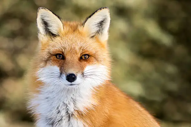 Photo of Red Fox - Vulpes vulpes