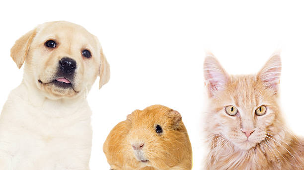 istock kitten and puppy on a white background isolated 516319172