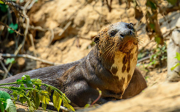 istock Giant Otter with a face covered in sand 516319334