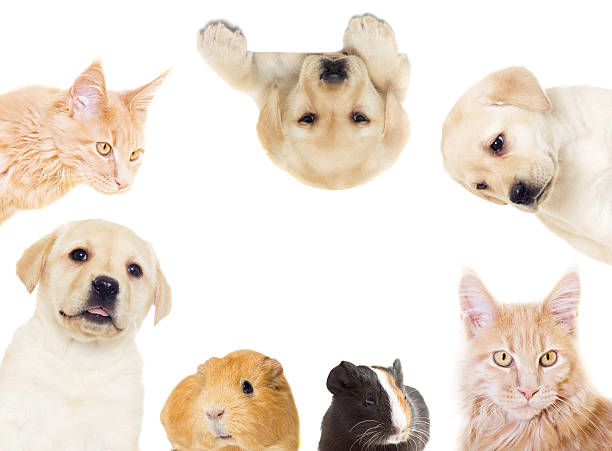 istock set of pets 516319746