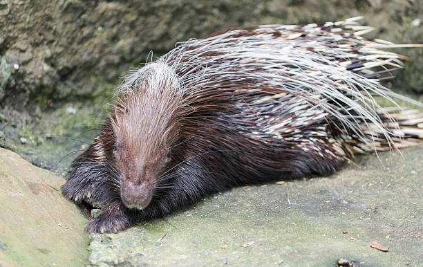 istock Giant porcupine sleeping 516319835