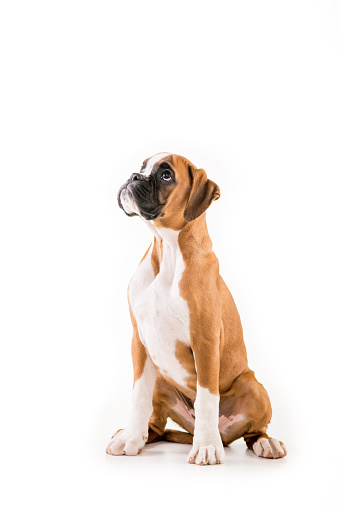 Beautiful puppy german boxer on a white background