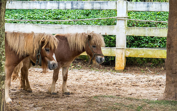 istock Lovely Brown Pony Couple Stand Together under The Big Tree 516320764