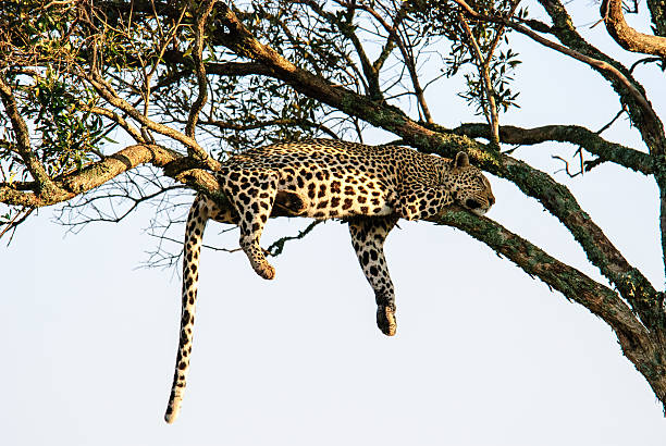 istock leopard laying on a branch of a tree 516320978
