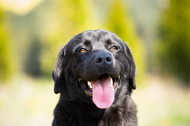 istock Black labrador retriever dog portrait 516321288