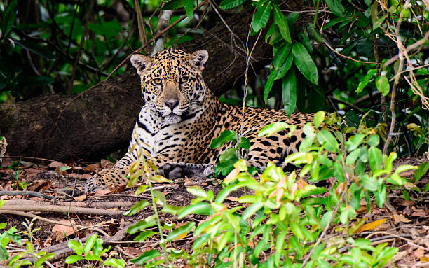 Jaguar descansar en la sombra - foto de stock