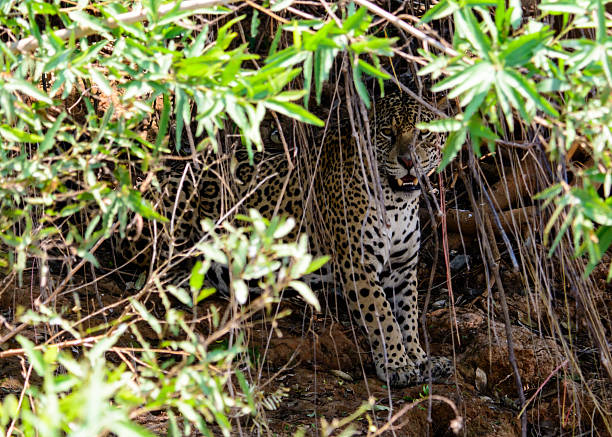 istock Jaguar hiding in the bushes 516321508