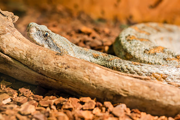 serpente nel terrario-levantine vipera - snake biting animal mouth fang foto e immagini stock