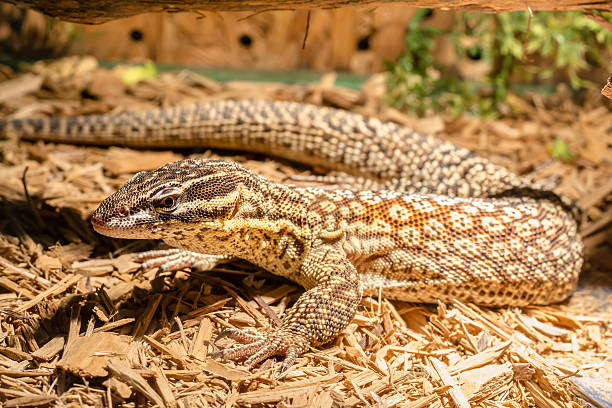 lucertola nel terrario-geco leopoardo - snake biting animal mouth fang foto e immagini stock