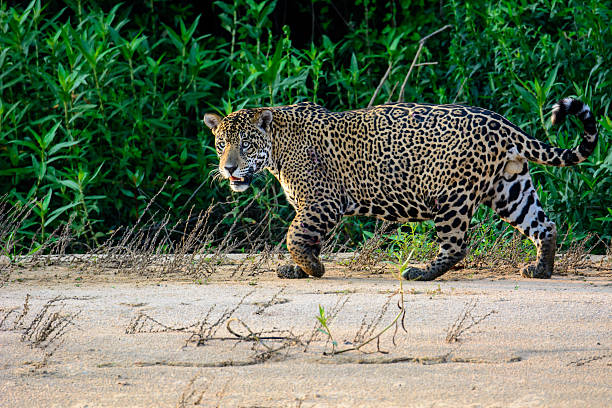istock Male Jaguar on the prowl 516323032