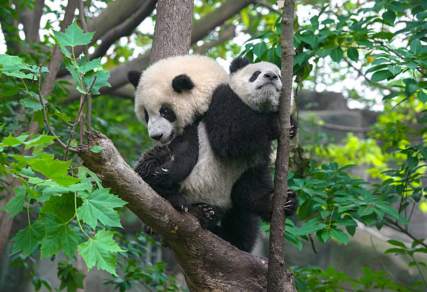 istock Mother panda and panda cub in tree 516323812