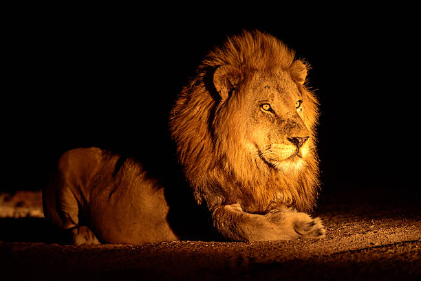istock Magnificent male lion at night 516324980