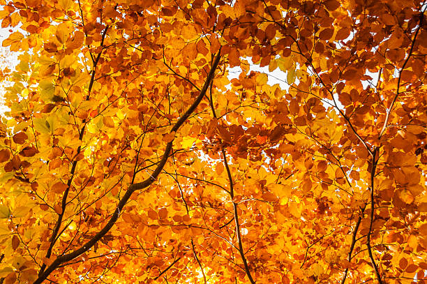 istock Beautiful autumnal leaves 516326470