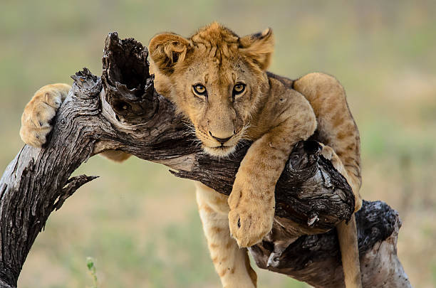 inquisitive young lion cub stock photo