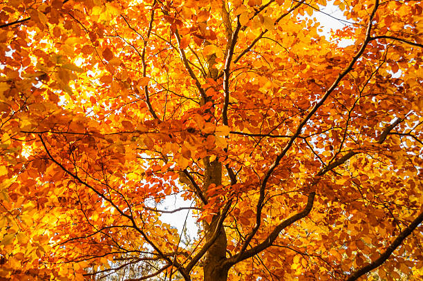 istock Beautiful autumn tree with yellow leaves 516326556