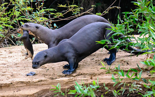 Giant Otter family with kit moving den Giant Otter family with kit moving den pantanal wetlands photos stock pictures, royalty-free photos & images