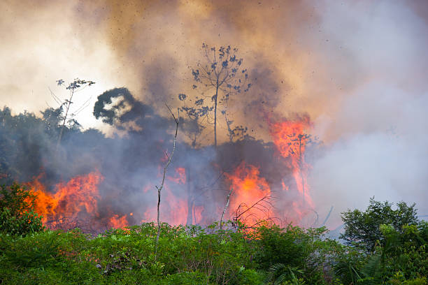 Brazilian Amazon Burning Brazilian Amazon Forest burning to open space for pasture amazon river stock pictures, royalty-free photos & images