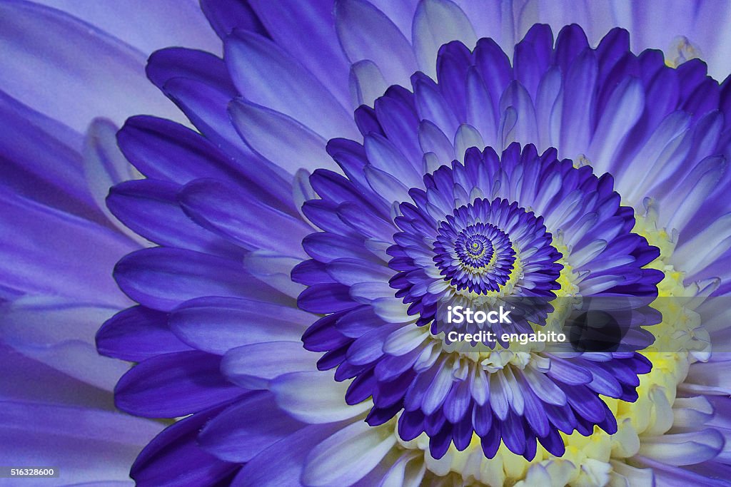 macro Gros plan de Dahlia pourpre - Photo de Fleur - Flore libre de droits