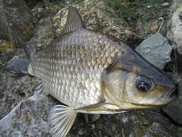 istock Fish at the rock 516328940