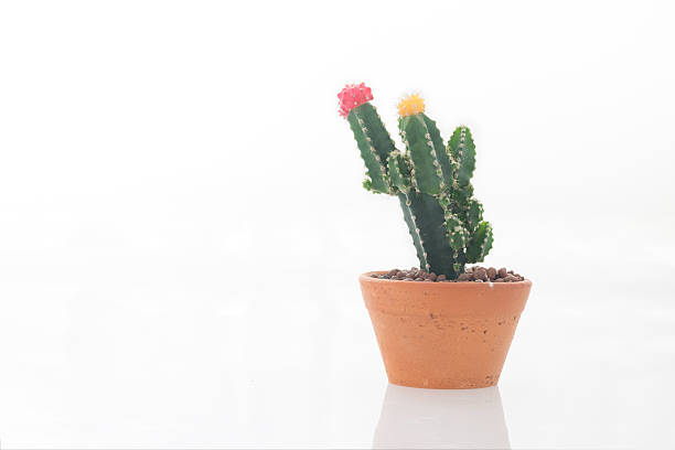 istock Pink and yellow cactus flower isolated background 516329068