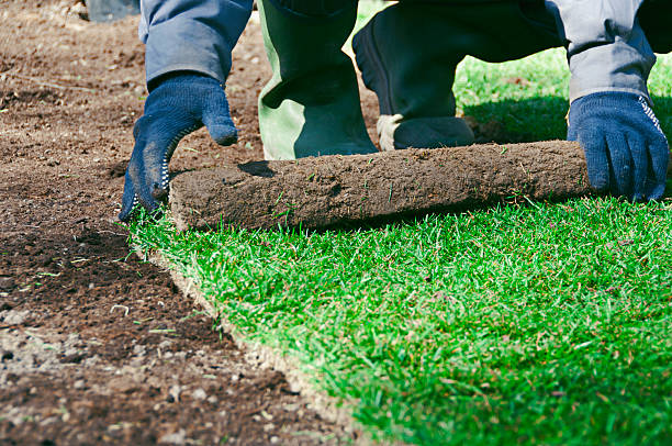 jardim trabalho com rolo fora da erva para fazer uma gramado - sod field imagens e fotografias de stock