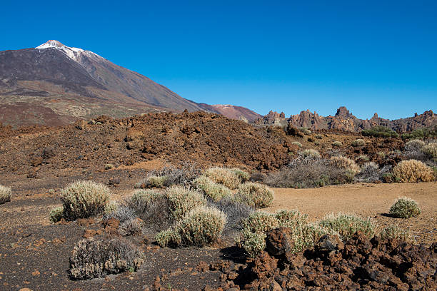 istock The Teide Tenerife with Bush 516329456