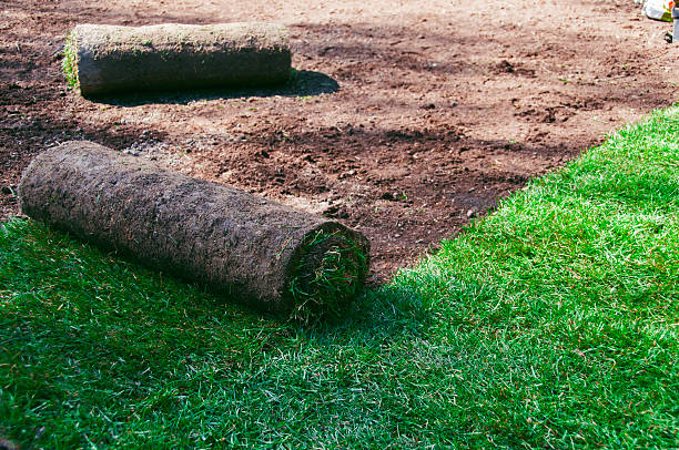 istock Making a new lawn with roll out grass 516329460