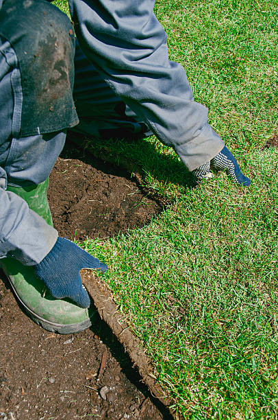 istock Using protective gloves to place new turf in garden 516329620
