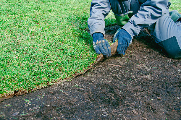 istock Worker adjusts new turf for a lawn 516329668