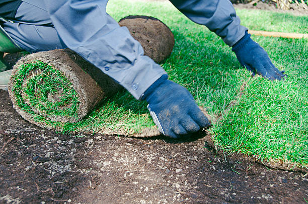 istock Working in garden with roll out grass to make lawn 516329710