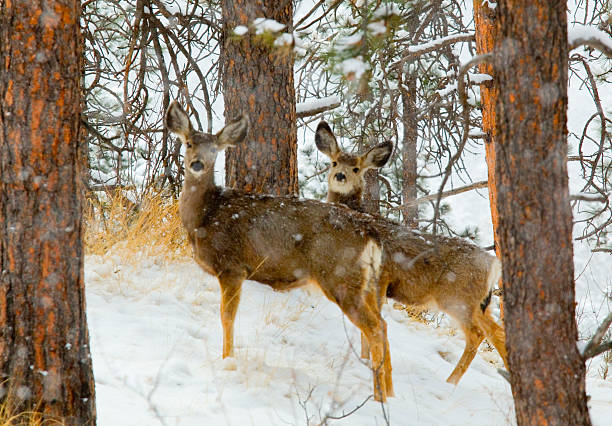 istock Mule Deer in Heavy Snow in the Pike National Forest 516330016