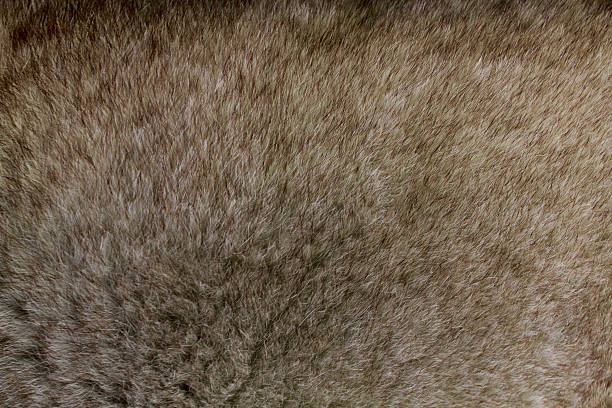istock dog gray fur 516330248