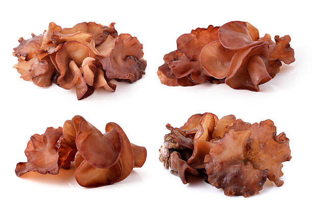 istock Black Fungus mushroom on white background 516331006