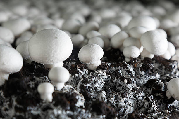 istock Fresh growing chanpignons on a production 516331008