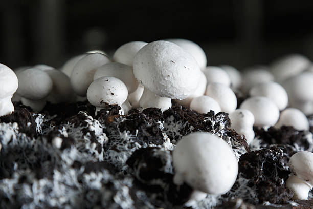 istock Fresh growing chanpignons on a production 516331070