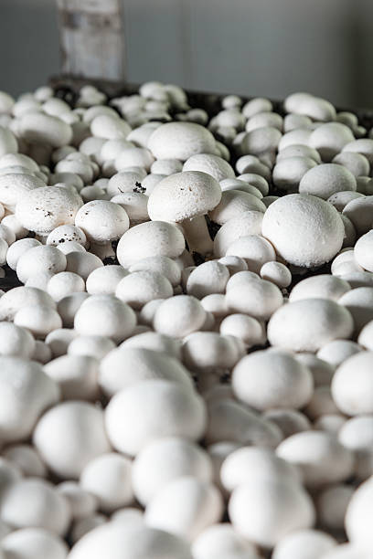 istock Fresh growing chanpignons on a production 516331338