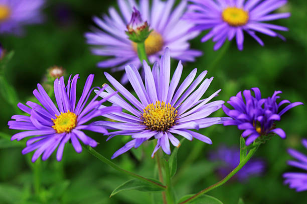 Aster Kalimeris incisa 'Blue Star' Aster plants are very suitable for the ornamental garden kalimeris incisa stock pictures, royalty-free photos & images