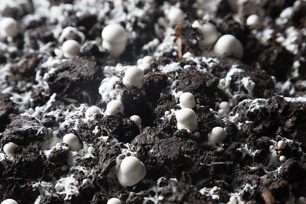 istock Small baby champignons  in a soil 516331550